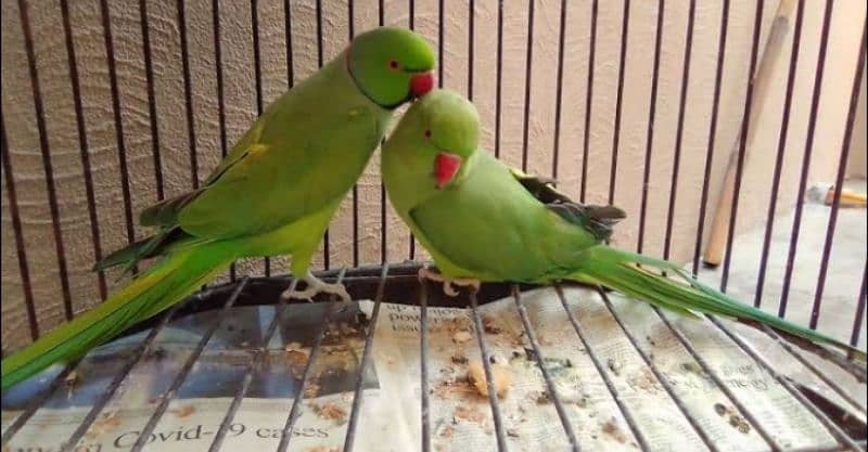 Green ring neck, yellow ring neck, Raw paarot African grey for sale 0