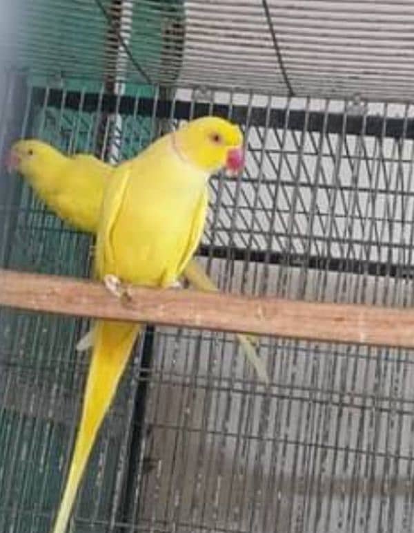 Green ring neck, yellow ring neck, Raw paarot African grey for sale 1