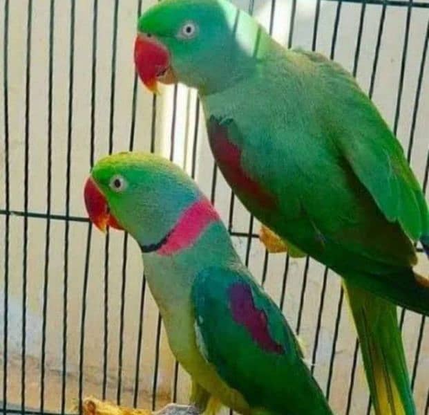 Green ring neck, yellow ring neck, Raw paarot African grey for sale 2