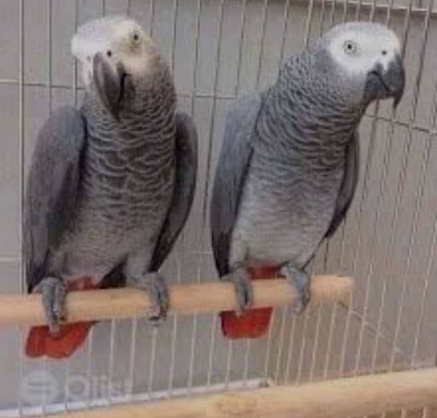 Green ring neck, yellow ring neck, Raw paarot African grey for sale 3