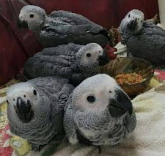 Green ring neck, yellow ring neck, Raw paarot African grey for sale 4