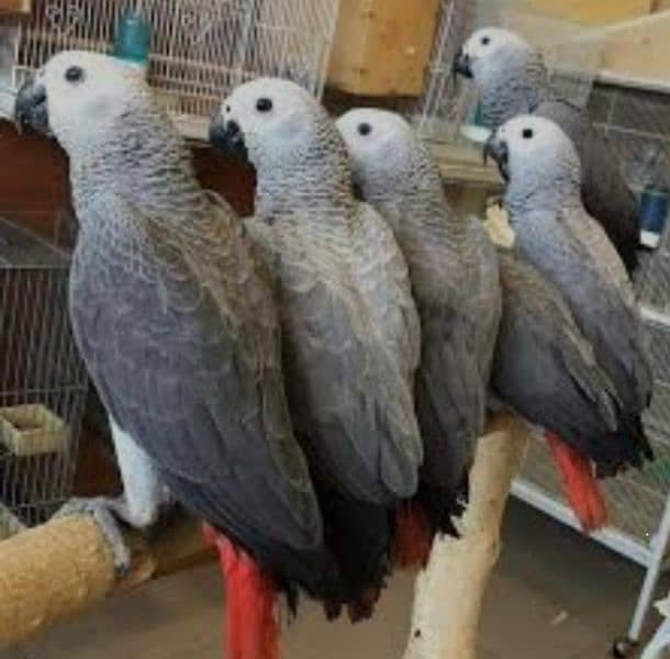 Green ring neck, yellow ring neck, Raw paarot African grey for sale 5