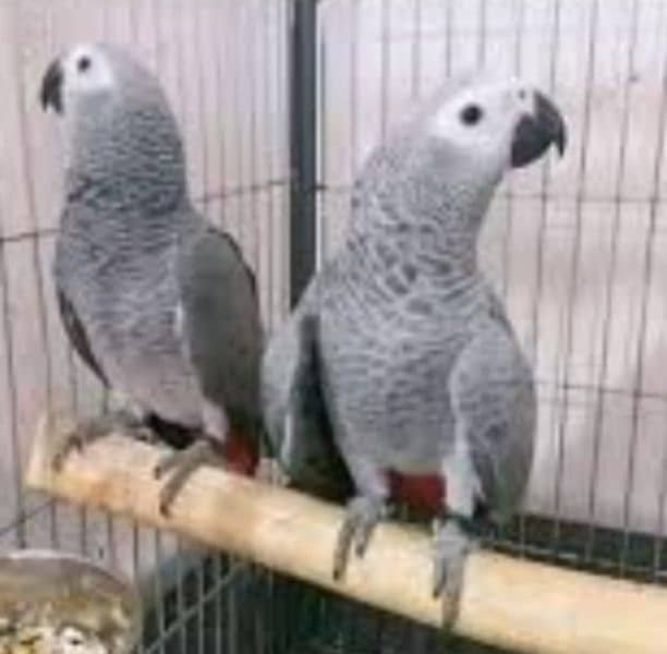 Green ring neck, yellow ring neck, Raw paarot African grey for sale 6