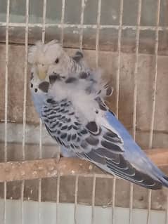 budgie,albino