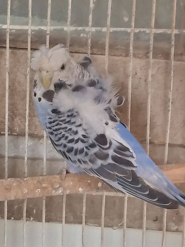 budgie,albino red eye budgie, double flower hogoromo budgie , 0