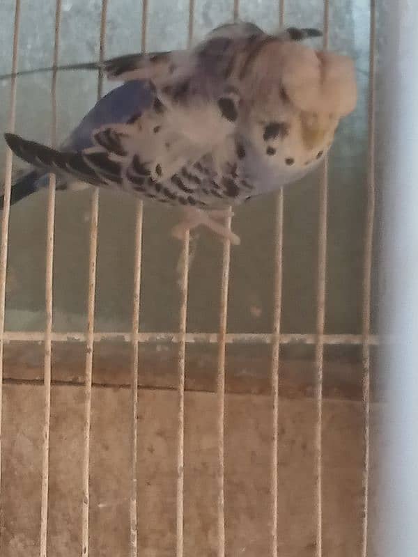 budgie,albino red eye budgie, double flower hogoromo budgie , 3