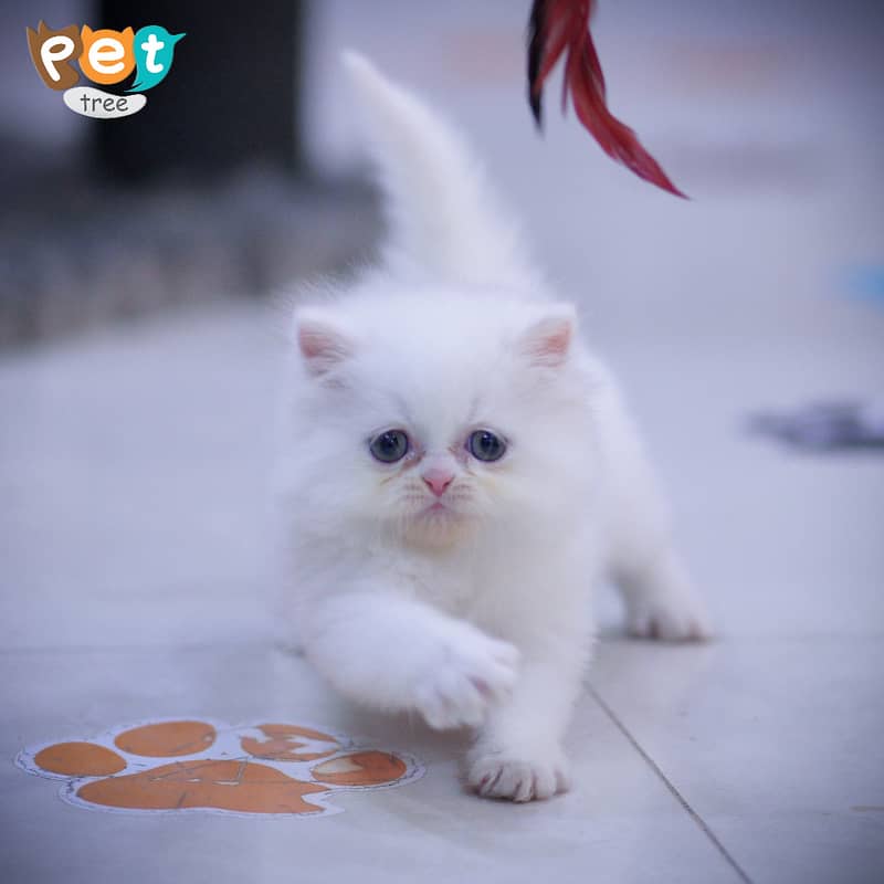 Persian Kitten | Top Quality White Kittens | Fawn Kitten 5