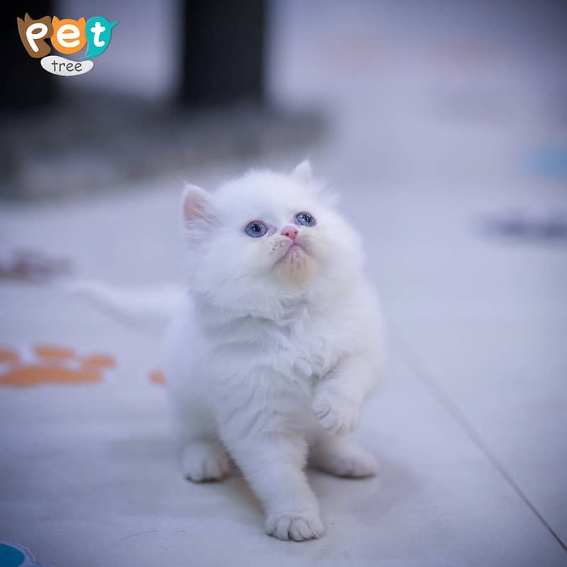 Persian Kitten | Top Quality White Kittens | Fawn Kitten 6