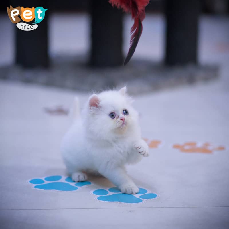 Persian Kitten | Top Quality White Kittens | Fawn Kitten 7