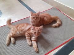 2 Ginger Cat