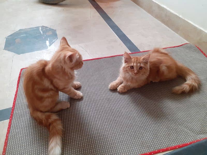 2 Ginger Cat 4