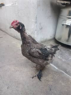 female hen  urgent  sale