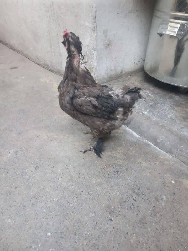 female hen  urgent  sale 1