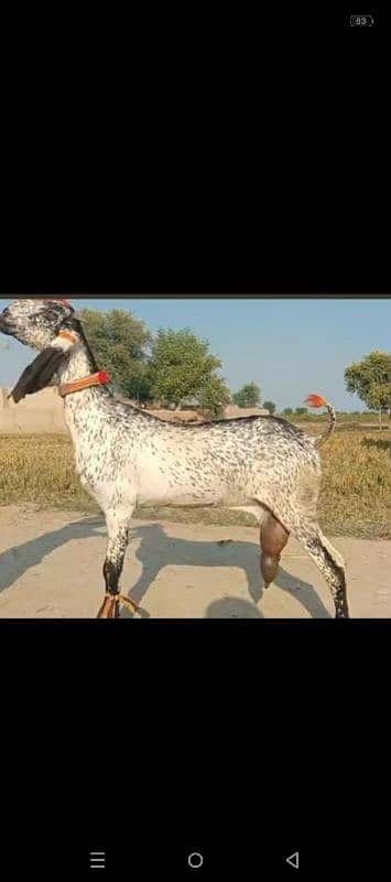 black makhi cheeni goat 0