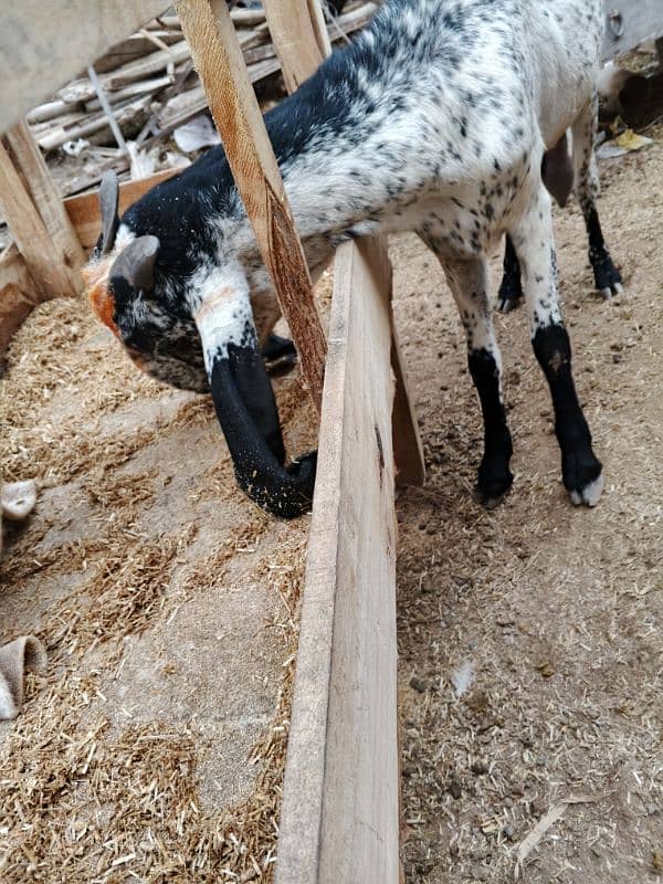 black makhi cheeni goat 9