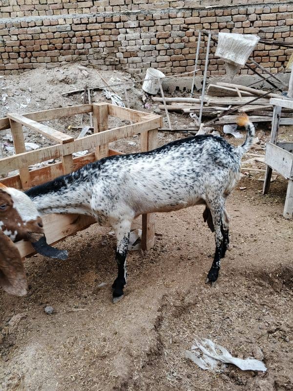 black makhi cheeni goat 14