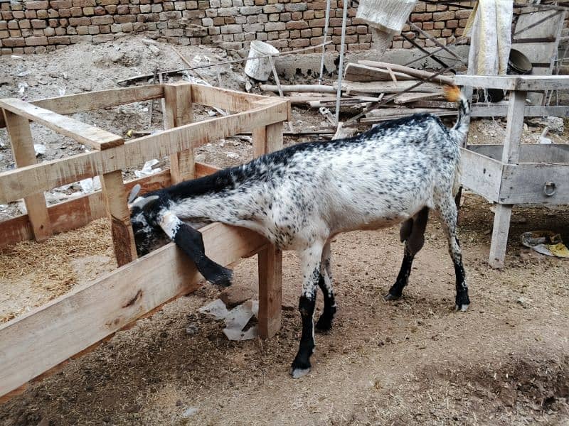 black makhi cheeni goat 15