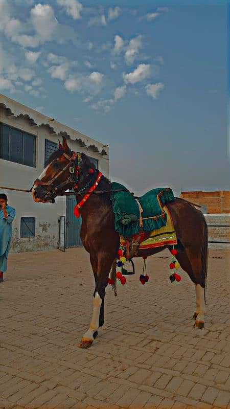 Horse for Sale Nezabazi dancer 0