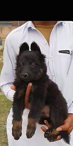 German Shepherd male 2 mahine for sale long coat