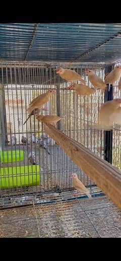 Fawn Java Chicks (Red eyes)