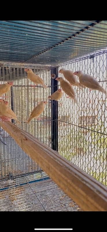 Fawn Java Chicks (Red eyes) 3