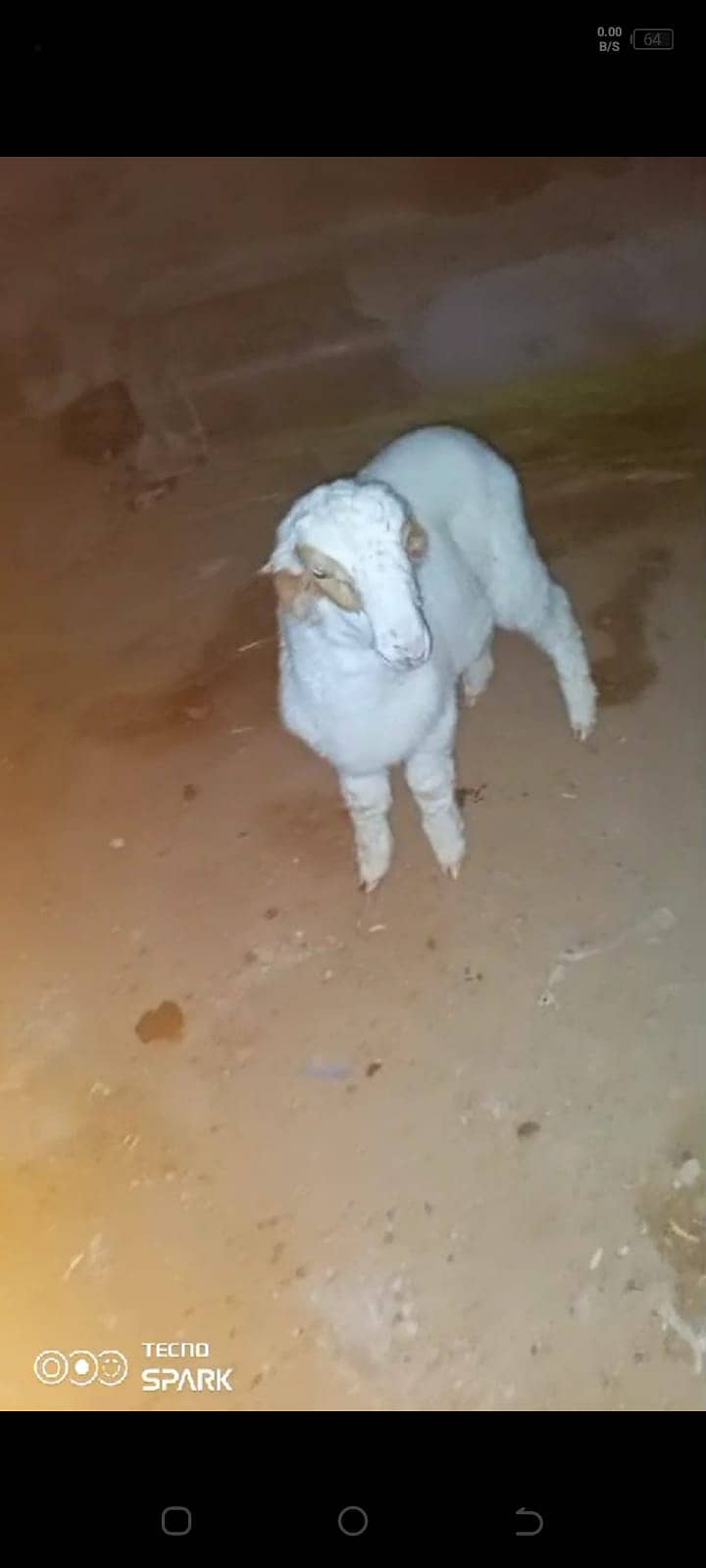 Dumba (larkana)(mundra) Goat for sale 0