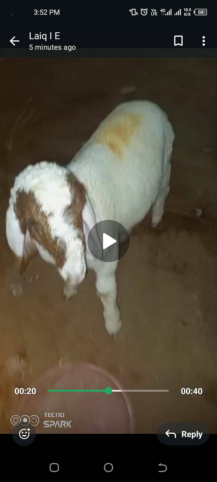 Dumba (larkana)(mundra) Goat for sale 8