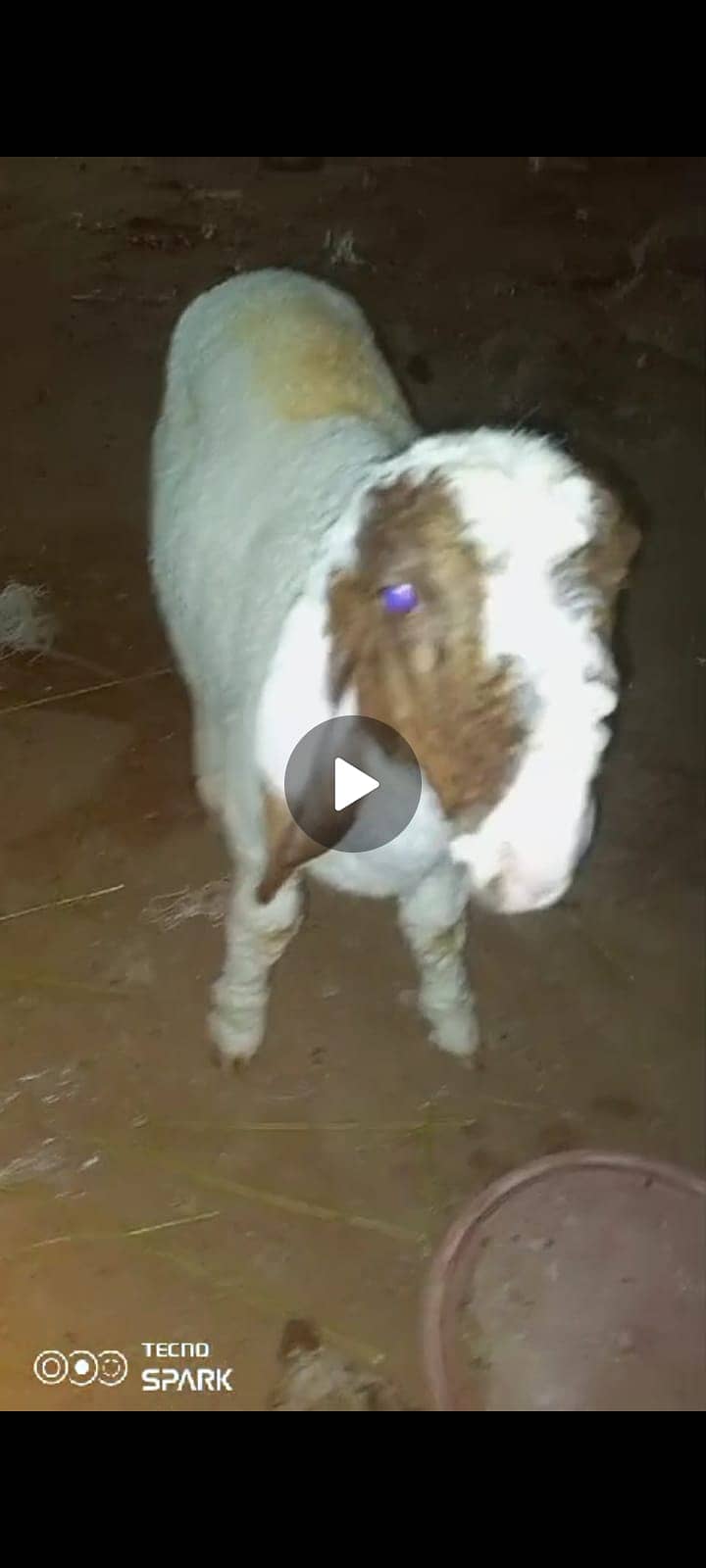 Dumba (larkana)(mundra) Goat for sale 10