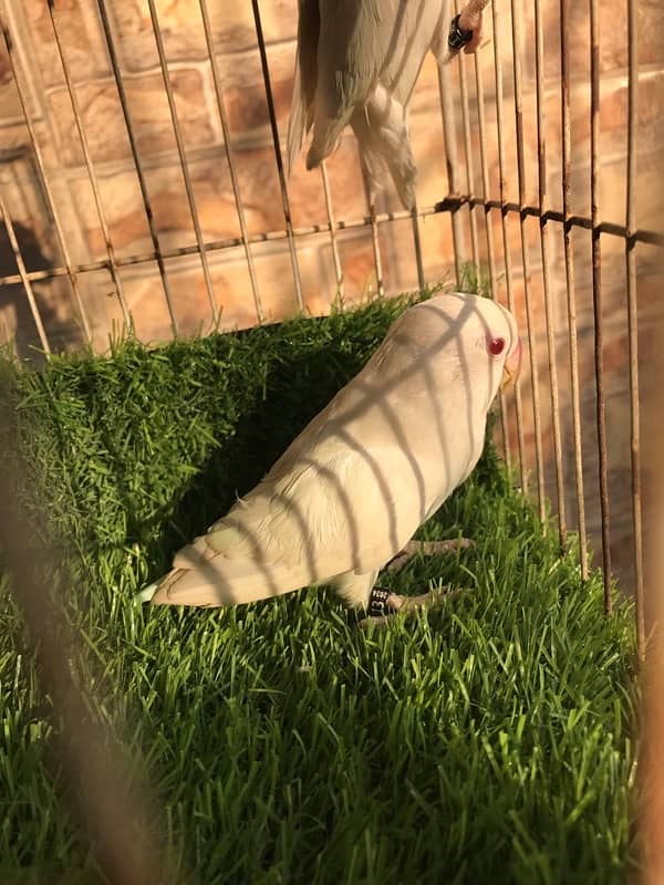 Breeder Albino red eyes males with DNA certificate 0