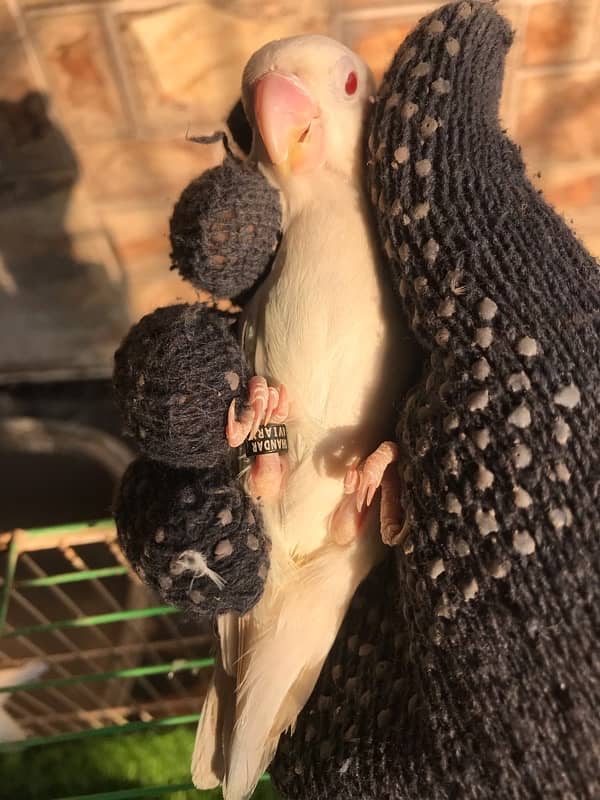 Breeder Albino red eyes males with DNA certificate 1