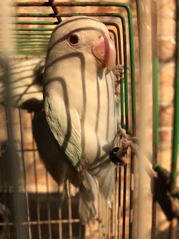 Breeder Albino red eyes males with DNA certificate 4