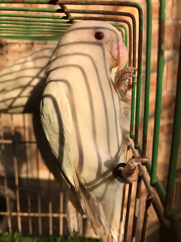 Breeder Albino red eyes males with DNA certificate 5