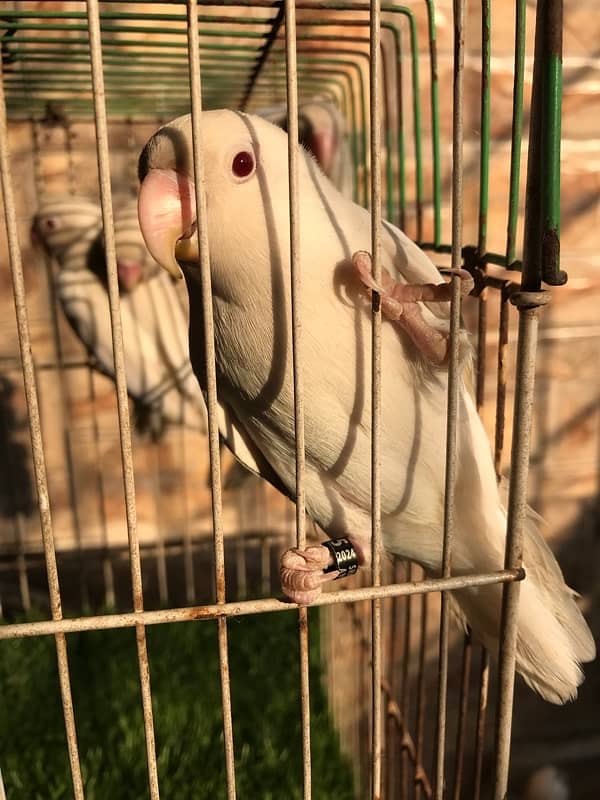 Breeder Albino red eyes males with DNA certificate 6