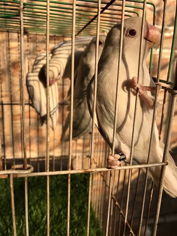 Breeder Albino red eyes males with DNA certificate 7