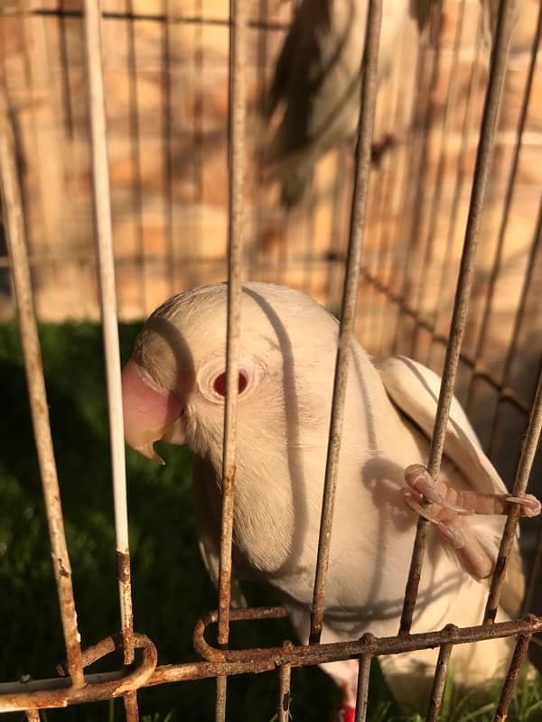 Breeder Albino red eyes males with DNA certificate 8