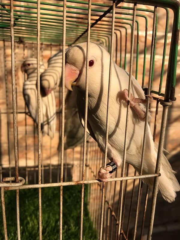 Breeder Albino red eyes males with DNA certificate 10