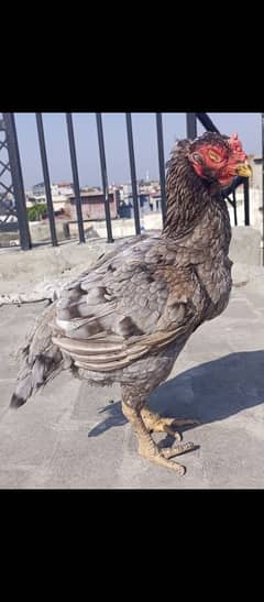 hen