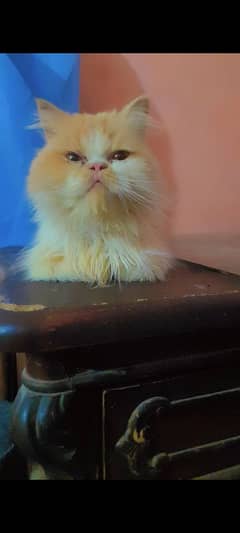 PERSIAN MALE CAT