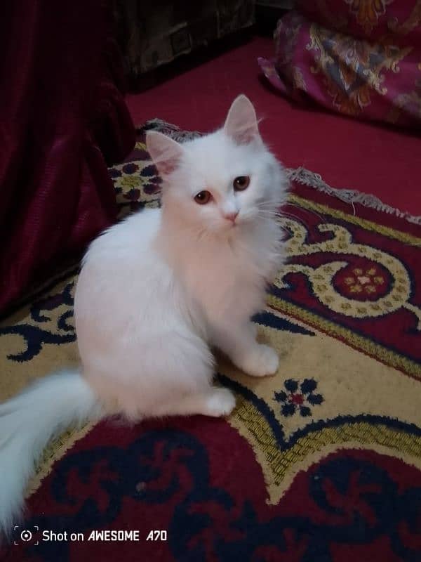 Cute white Persian Cat 0