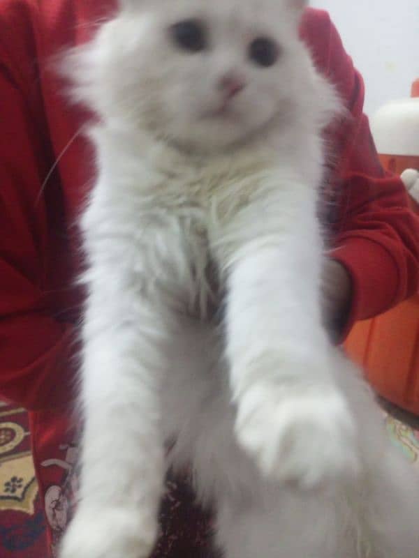 Cute white Persian Cat 2