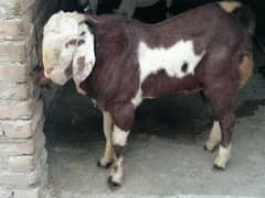 Bakra For Sale