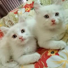 Persian cats