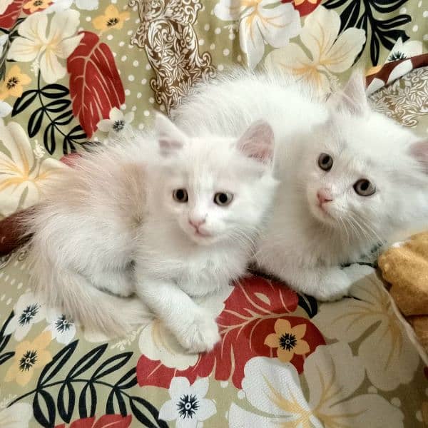 Persian cats 1