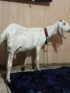 One bakri for sale