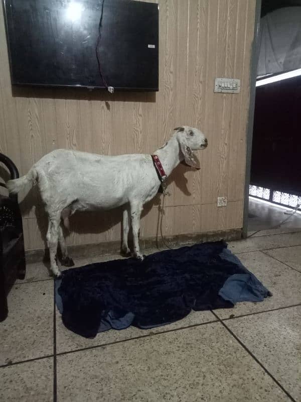 One bakri for sale 2