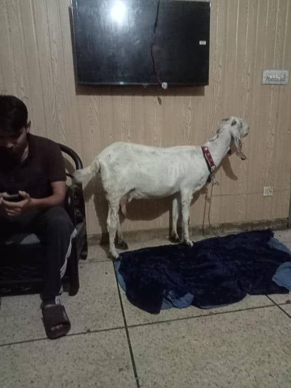 One bakri for sale 3