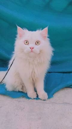 Persian Cat