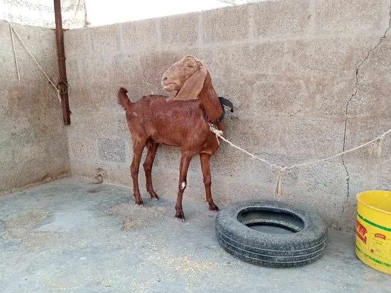 Bakri Gabban 2