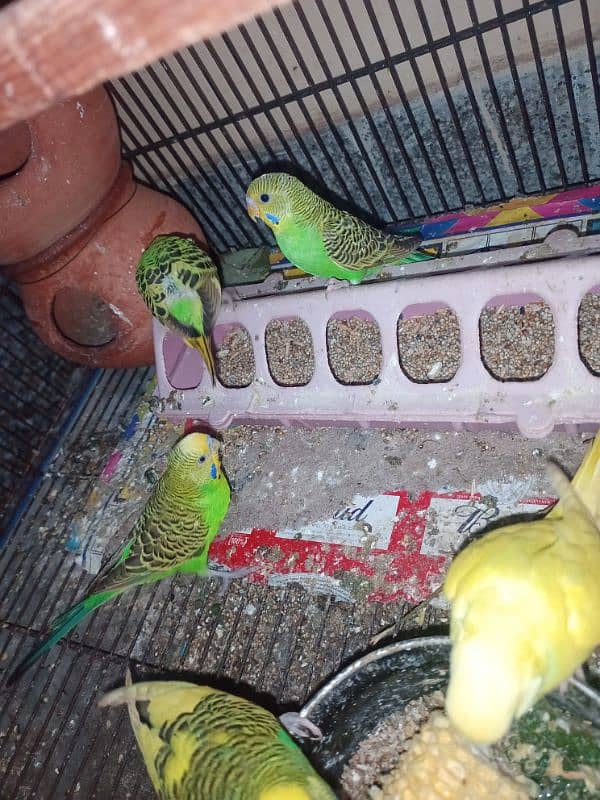 Australian parrots 0