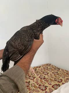 I want to Sell my aseel  hen